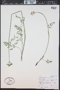 Pseudocymopterus montanus image