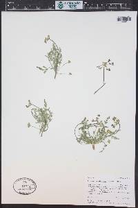 Lomatium planosum image