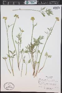 Pseudocymopterus montanus image