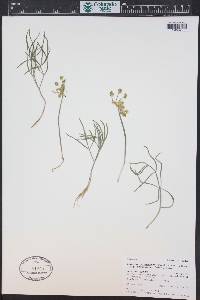 Lomatium simplex var. simplex image