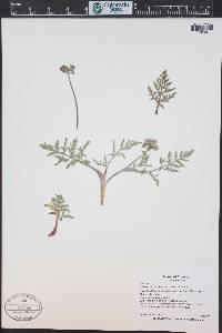 Lomatium orientale image