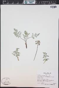 Lomatium orientale image