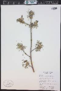 Acer negundo var. interius image