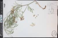 Astragalus pectinatus image