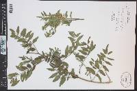 Glycyrrhiza lepidota image