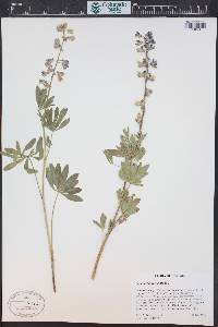 Lupinus arbustus image