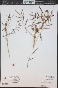 Mimosa nuttallii image