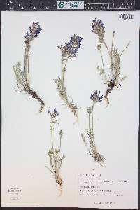 Oxytropis lambertii image
