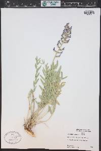 Oxytropis lambertii image