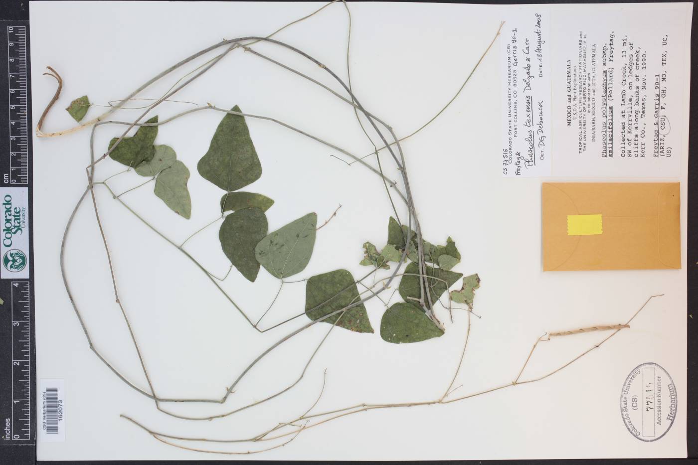 Phaseolus polystachios subsp. smilacifolius image