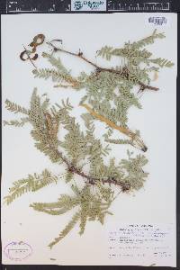 Prosopis glandulosa image