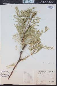 Prosopis glandulosa image