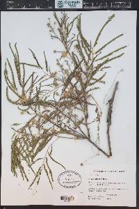 Acacia berlandieri image