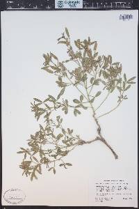 Ladeania lanceolata image