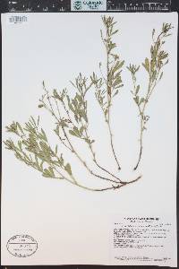 Ladeania lanceolata image