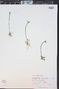 Primula egaliksensis image