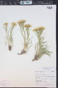 Petradoria pumila image