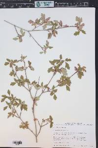 Acer glabrum image