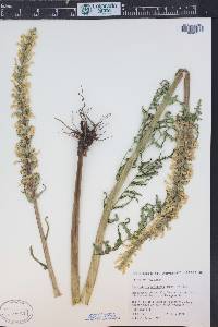 Pedicularis bracteosa var. paysoniana image