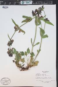 Penstemon whippleanus image