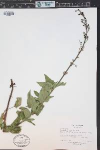 Scrophularia lanceolata image