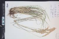 Leucopoa kingii image