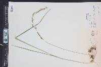 Melica californica image