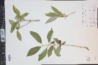Lonicera involucrata image