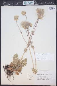 Pulsatilla patens subsp. multifida image