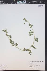 Cucumis ficifolius image