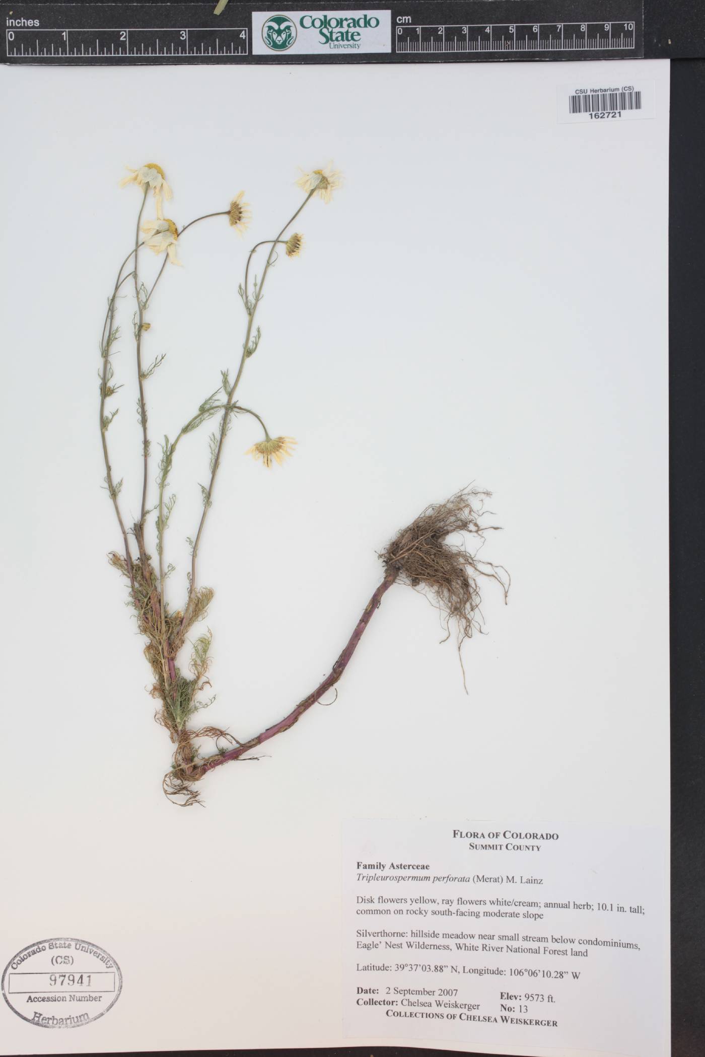 Tripleurospermum perforatum image