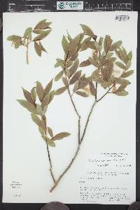 Salix lasiandra var. lasiandra image