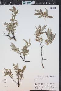 Salix geyeriana image