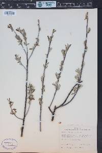 Salix drummondiana image