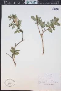 Salix monticola image