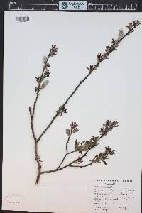 Salix planifolia image