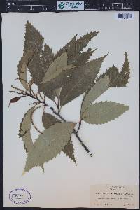 Image Associated With the Occurence