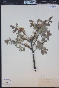 Quercus douglasii image