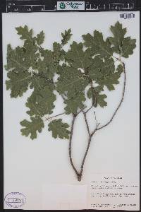 Quercus kelloggii image