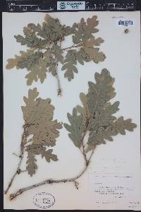 Quercus gambelii image