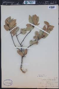 Quercus wislizeni image