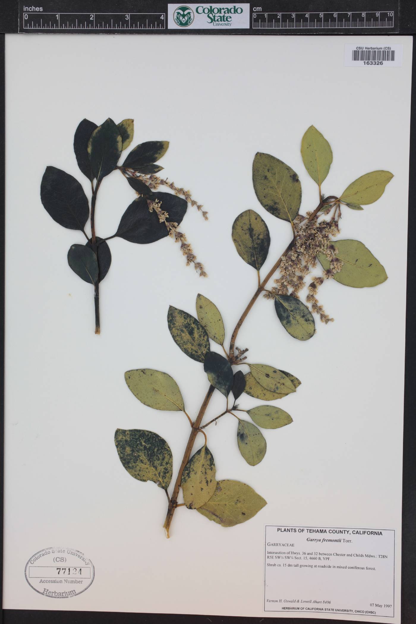 Garrya fremontii image