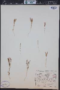 Zeltnera exaltata image