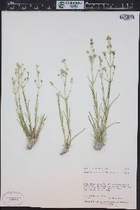 Frasera gypsicola image