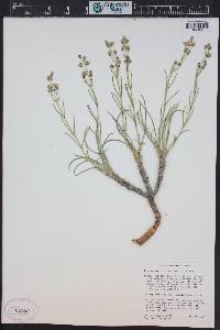 Frasera gypsicola image
