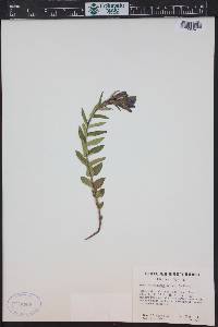 Gentiana affinis image