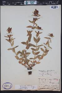Gentiana affinis image
