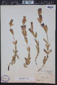 Gentiana affinis image