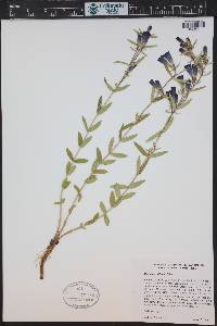Gentiana affinis image