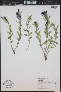 Gentiana affinis image